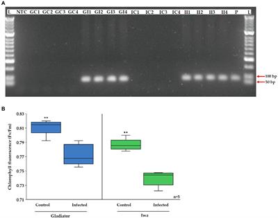 Large-Scale Protein and Phosphoprotein Profiling to Explore Potato Resistance Mechanisms to Spongospora subterranea Infection